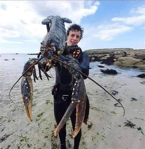 The largest lobster in the world caught in Essaouira Morocco, beautiful - 9GAG