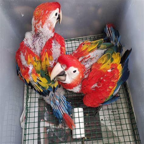 Baby Scarlet Macaw | Baby Scarlet Macaw Price Europe for sale cheap