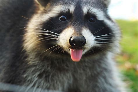 North American Raccoons - Jimmys Farm, Zoo & Wildlife Park