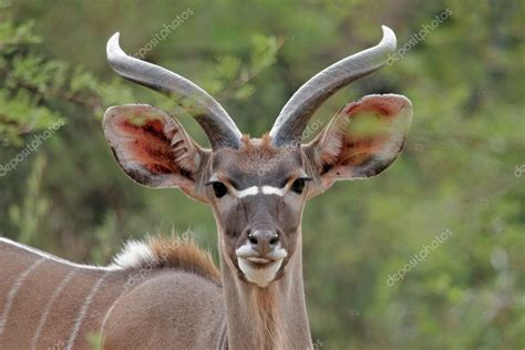 Kudu antelope Stock Photo by ©EcoPic 5487536