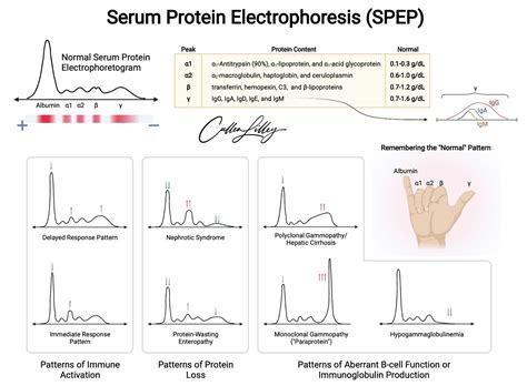 Serum Protein Electrophoresis and Immunofixation Electrophoresis (SPEP/IFE) — PathElective