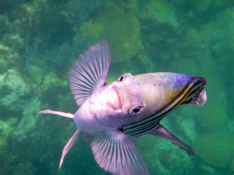 Snorkel Bermuda: All You Need to Know BEFORE You Go