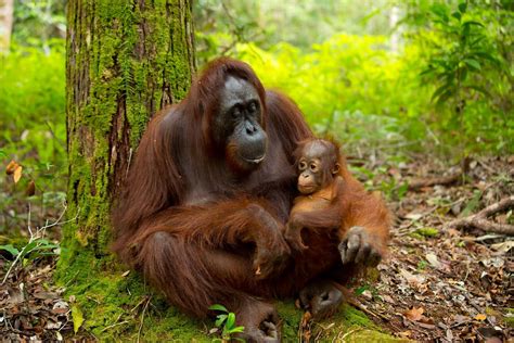 Orangutan habitat will not be destroyed by the palm oil industry - My Dream for Animals