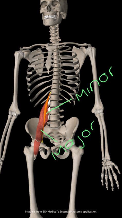 Psoas Major & Minor - GFR || Greenville Fitness & Rehab