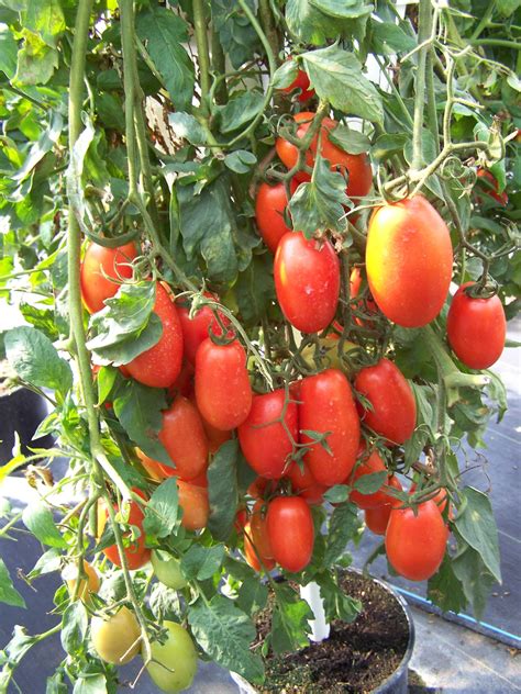 Plum Tomatoes!!! Coming to my garden near you! | Planting vegetables, Boys bedroom themes, Diy ...