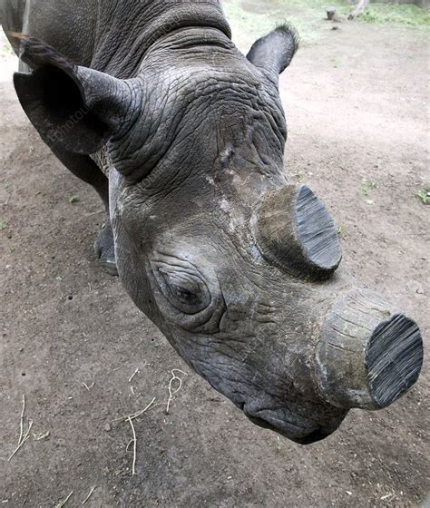 Rhinoceros conservation - Stock Image - C015/0662 - Science Photo Library