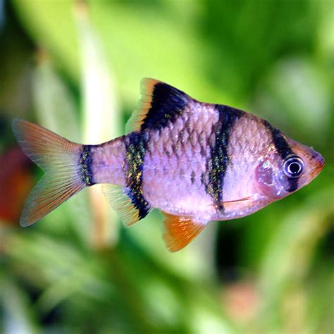 Tiger Barb Flip Aquatics, 46% OFF | techuda.com