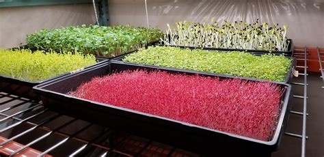 We're ramping up! : r/microgreens