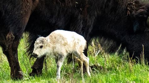 Sacred white bison calf from Yellowstone not seen since birth | FOX 4 Dallas-Fort Worth