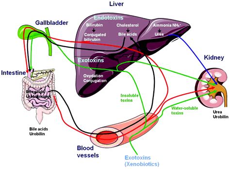 Artificial and bioartificial liver devices: present and future | Gut