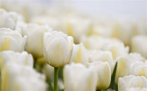 White Tulips Wallpaper - WallpaperSafari