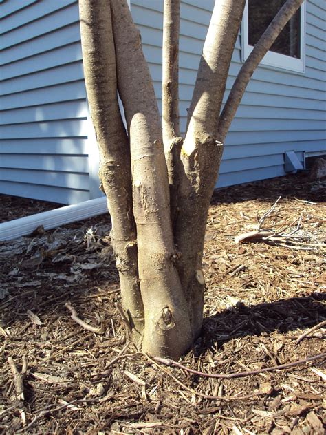 "Goodness in the Garden": "YES, you can!" Pruning Tips for Suckers & Rubbing Branches