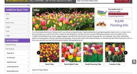 Where to Buy Tulip Bulbs? [Top 40 Online Stores]