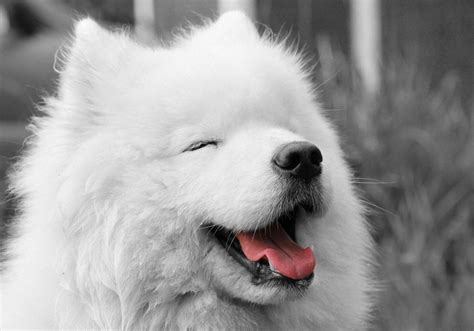 Samoyed Wallpapers - Top Free Samoyed Backgrounds - WallpaperAccess