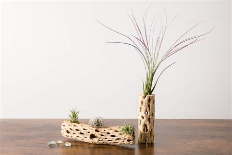 10 Creative Ideas for Displaying Air Plants - Ames Farm Center