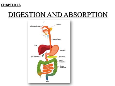 Digestion And Absorption Diagram