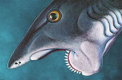 Prehistoric shark relative had buzz saw mouth - The Archaeology News Network