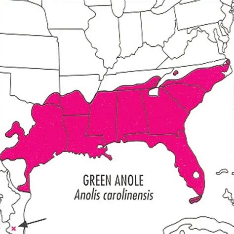 Distribution of the Green anole/Anolis Carolinensis : r/MapPorn