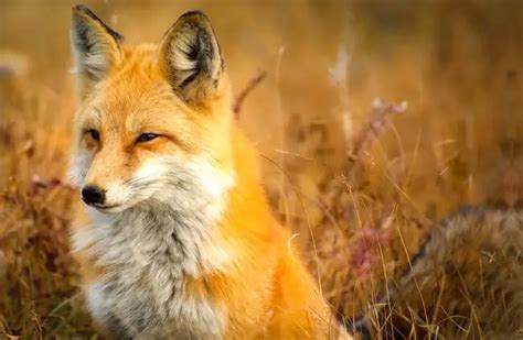 Red Fox - Description, Habitat, Image, Diet, and Interesting Facts