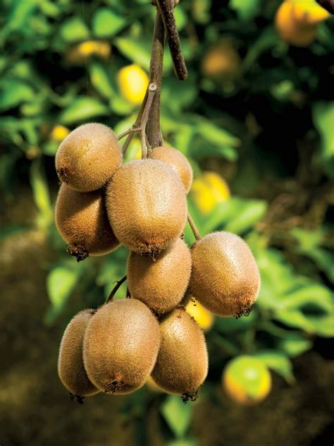 Actinidiaceae | Kiwifruit, Chinese Gooseberry, Deciduous Shrubs | Britannica