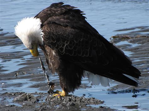 Bald Eagle eating a fish by DokterDume on DeviantArt