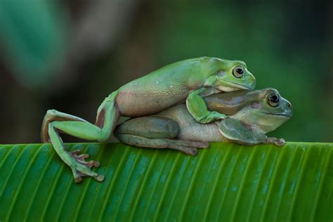 Toad Life Cycle