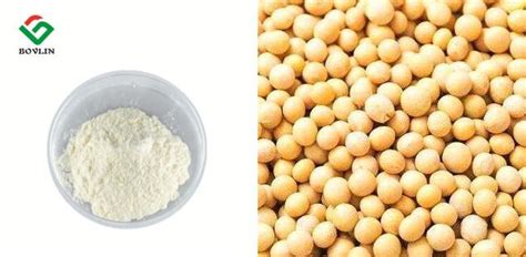 Soy Based Protein Powder - China Soy Based Protein Powder Manufacturers ...