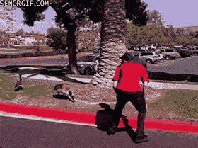 Goose Attack GIFs - Find & Share on GIPHY