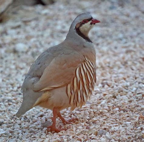 Pictures and information on Chukar