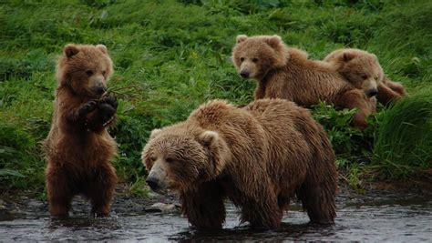 Grizzly Bears vs Brown Bears : Differences | Alaska Tours Grizzly Bear ...