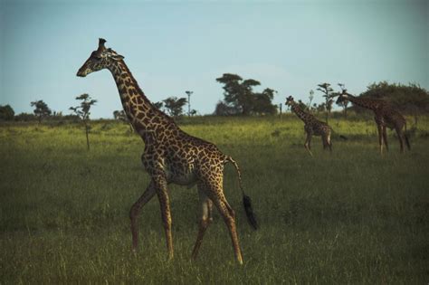 Mikumi National Park – Adansonia Safari