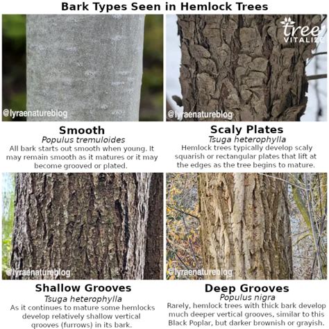 10 Different Types of Hemlock Trees & Identifying Features