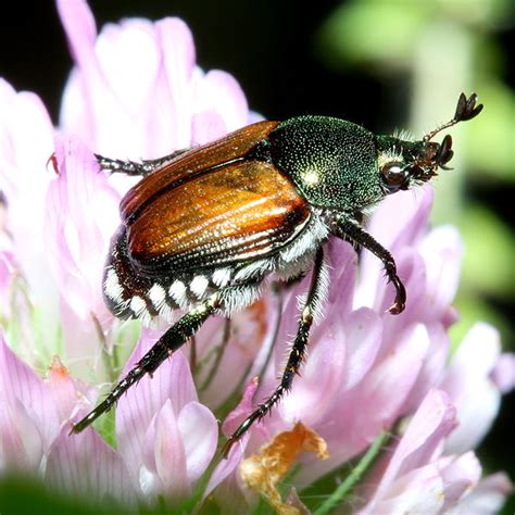 CTC Horticulture: Pesky Pest: Japanese Beetles