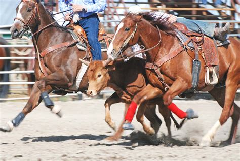 steer-wrestling - Buffalo Equine