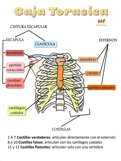 Caja torácica | Caja toracica, Anatomia del cuerpo, Analisis de sangre