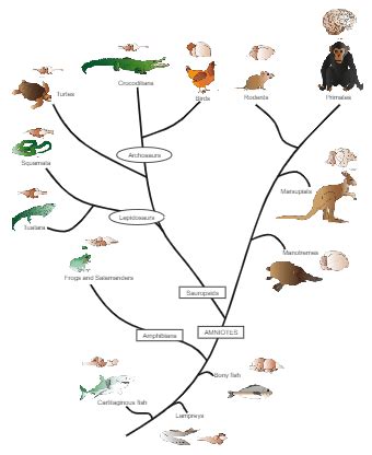 Vertebrate Phylogenetic Tree | Phylogenetic tree, Vertebrates, Science ...