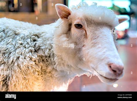 Dolly the sheep the first cloned animal preserved as a taxidermy ...