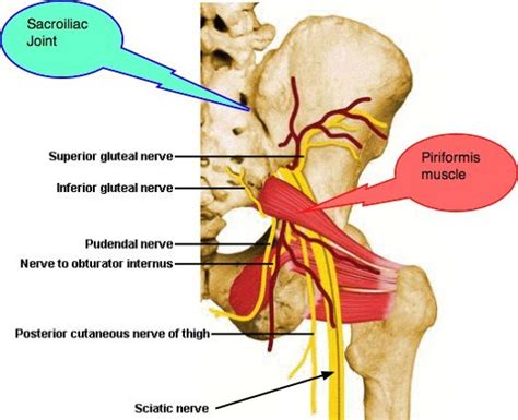 The Sciatic Nerve, Piriformis Muscle & Sacro-Iliac Joint - Clearview Chiropractic