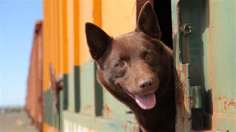 Final Red Dog film a tribute to Koko | Pilbara News