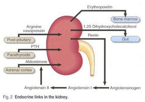 Renal Hormones • MEDtube.net