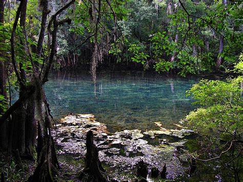 Manatee Springs State Park: Spring Run | Along the Manatee S… | Flickr