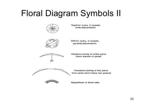 Floral formulas and diagrams