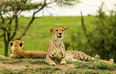 Lake Manyara National Park Animals | Tree Climbing Lions in Manyara