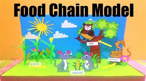 Food chain model (owl food web model) | science project | DIY ...