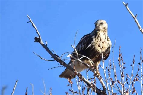 8 Hawks In Connecticut (With Photos) » Golden Spike Company