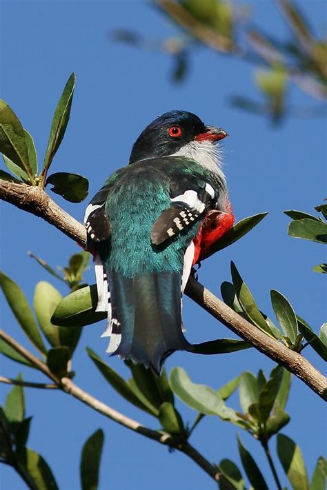 Cuban Trogon - Cuba's National Bird - The Tocororo - Priot… | Flickr