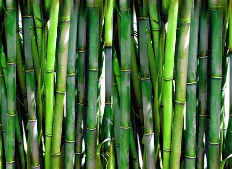 Bamboo Free Stock Photo - Public Domain Pictures