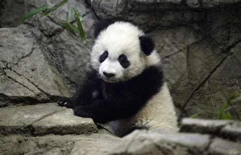 Giant Panda Cubs