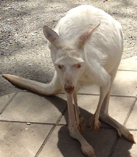 Albino kangaroo at wildlife refuge | Kangaroo, Albino, Wildlife refuge