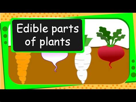 Science - Edible Parts of Plants - English - YouTube